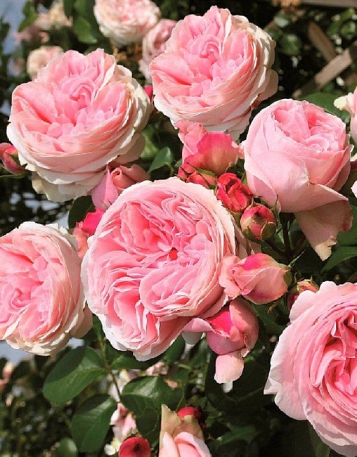 Роза плетистая Джардина